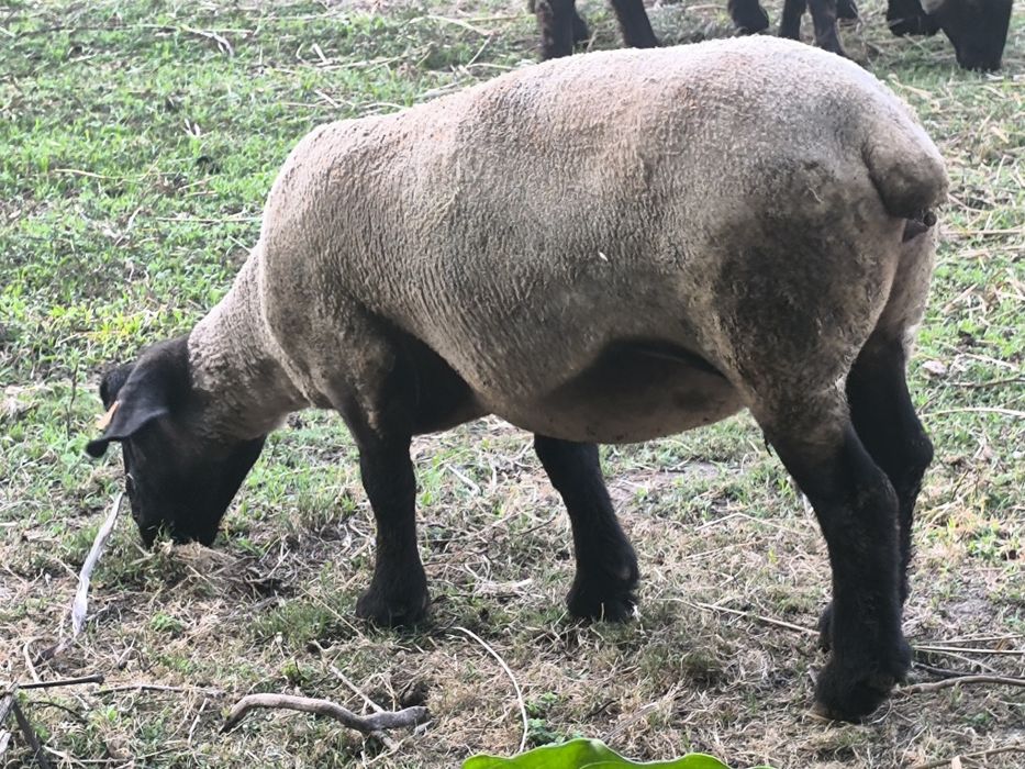 Ovelhas suffolks