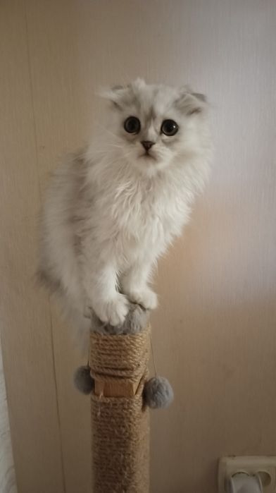 Шотландка длинношерстая мальчик 3мес Скотіш фолдмальчик