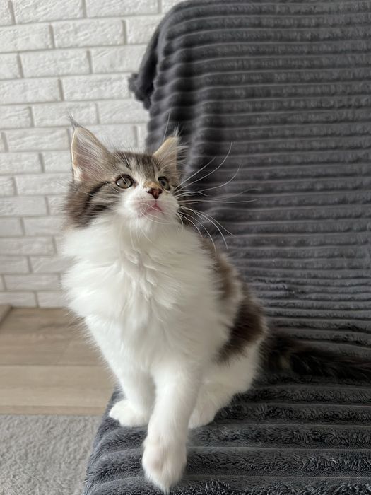 Хлопчик Мейн кун