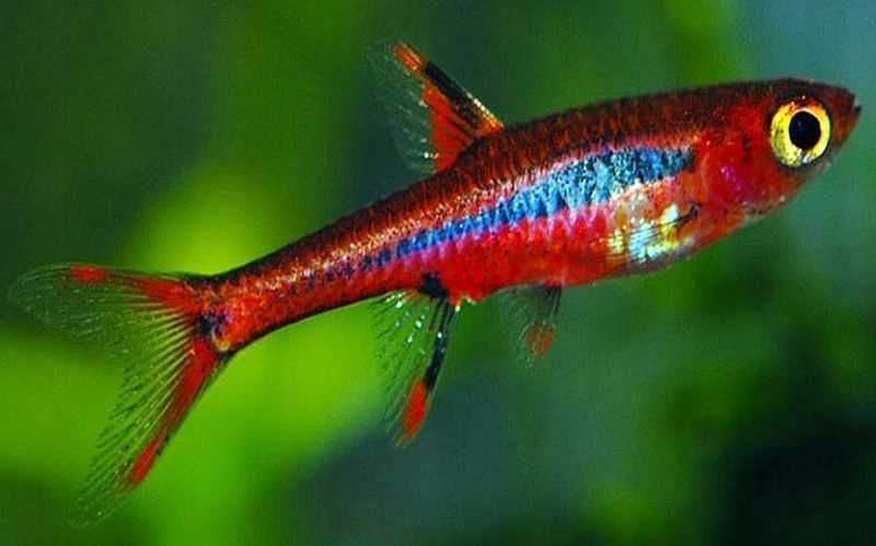 MISIEKZOO Rozbory - Rozbora Borneańska