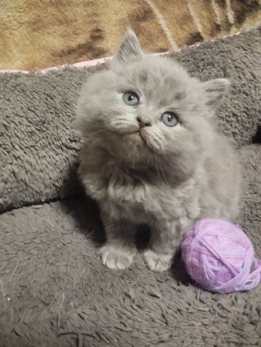 Британські вісловухі малюки готові до люблячої сім'ї