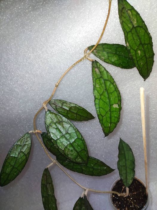 Хойї клеменсіорум Індонезія sp.Acheh..clemensiorum achehЖилистий кроко