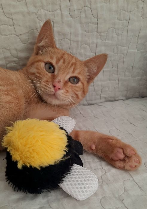 Кошеня хлопчик 3,5 місяці рудий