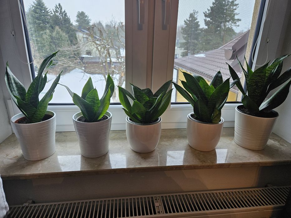 Sansevieria doniczka