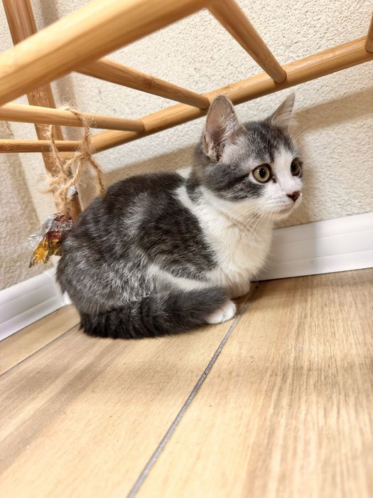 Котята ищут любящую семью