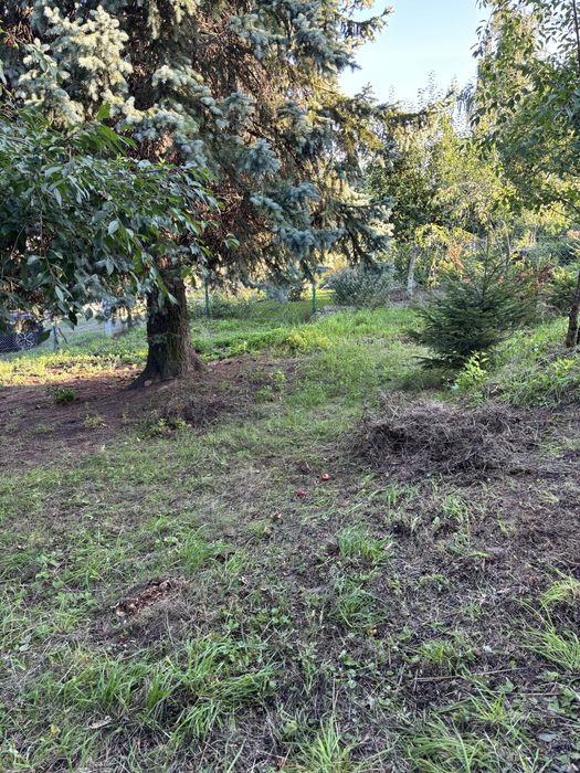 Sprzedam urokliwą działkę ROD na Wzgórzu – Gdańsk Morena (312 m²) | Domek, prąd, drzewa owocowe