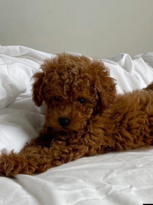 Хлопчик той пудель Ред Браун