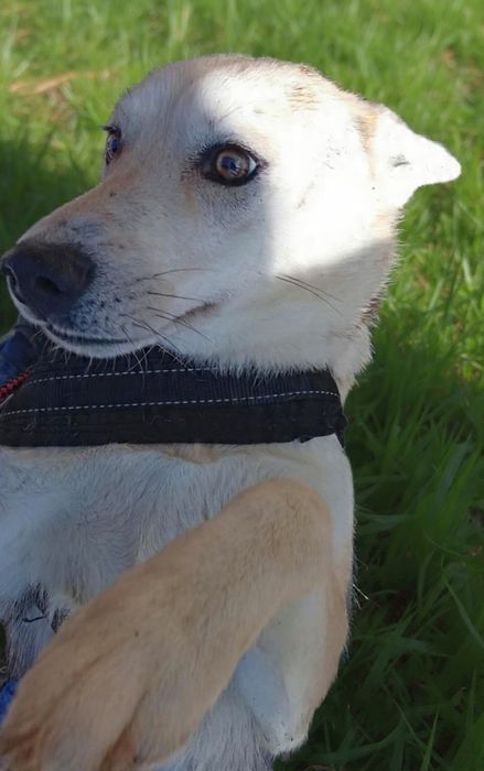 Kochany, młody i śliczny pies do adopcji