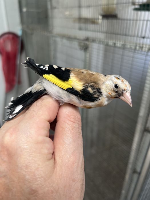 Pintassilgos Major