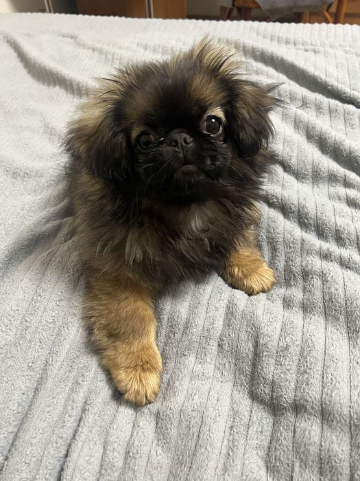 Маленькі Песики пекінеси