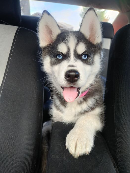 Piękne niebieskookie szczeniaki rasy Syberia husky gotowe do odbioru