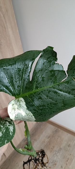 Monstera Jungle  Mint -cięty