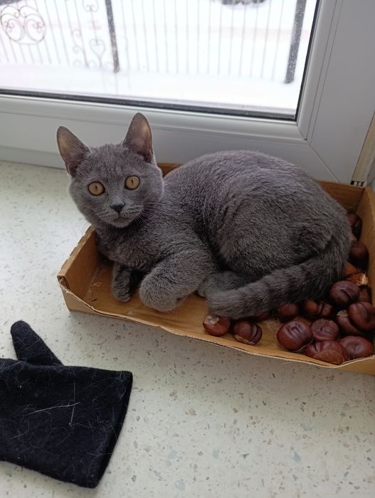 Кошеня. Кіт. Киця.