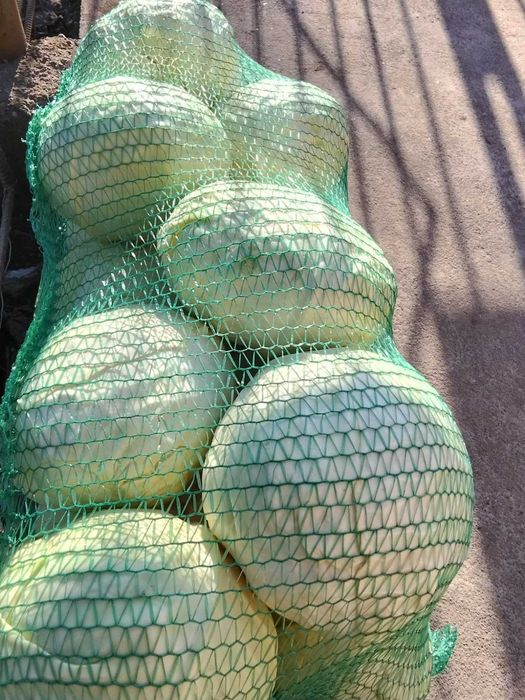 Продам капусту сорт Агресор і Сторідор