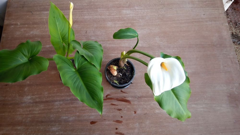 Yuka em vaso para jardim