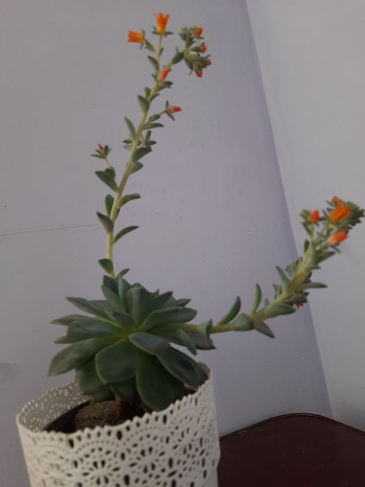 Ехеверія Echeveria, сукулент