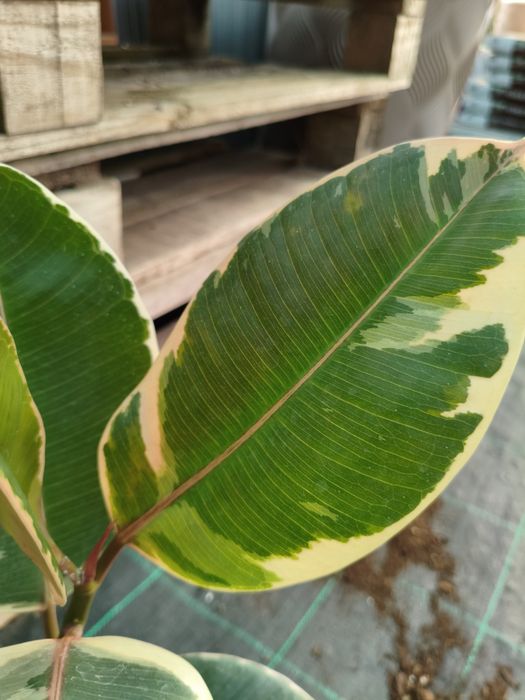 Ficus Elástica (Adjivan,Belize e Tineke) - planta em vaso