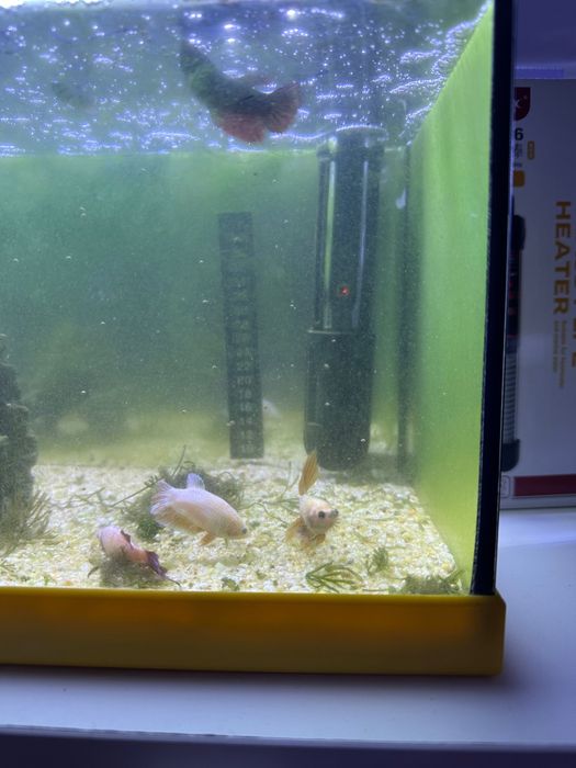 Peixe Bettas várias cores