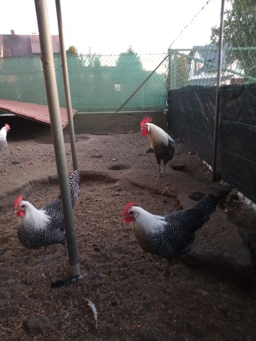 Jaja lęgowe kur ozdobnych Ayam cemani  Appenzeller, Brakla srebrna