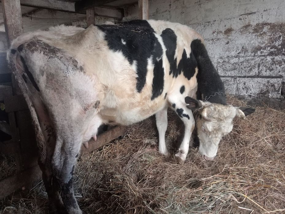 Krowa 6lat dojna