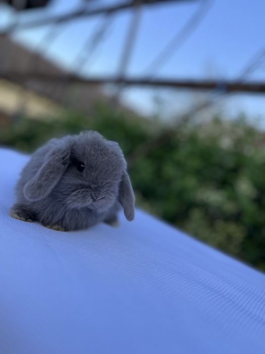 Дівчинка NHD.Карликові баранчики,кролики