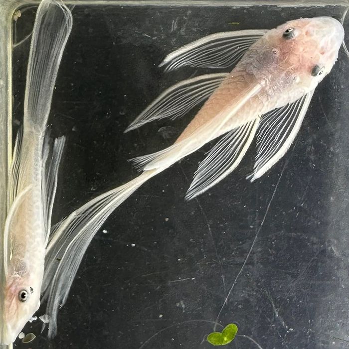 Ancistrus Snow White Long Fin