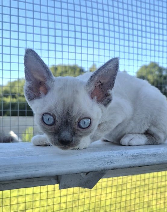 Śliczny mały devon rex FPL -  możliwość rezerwacji