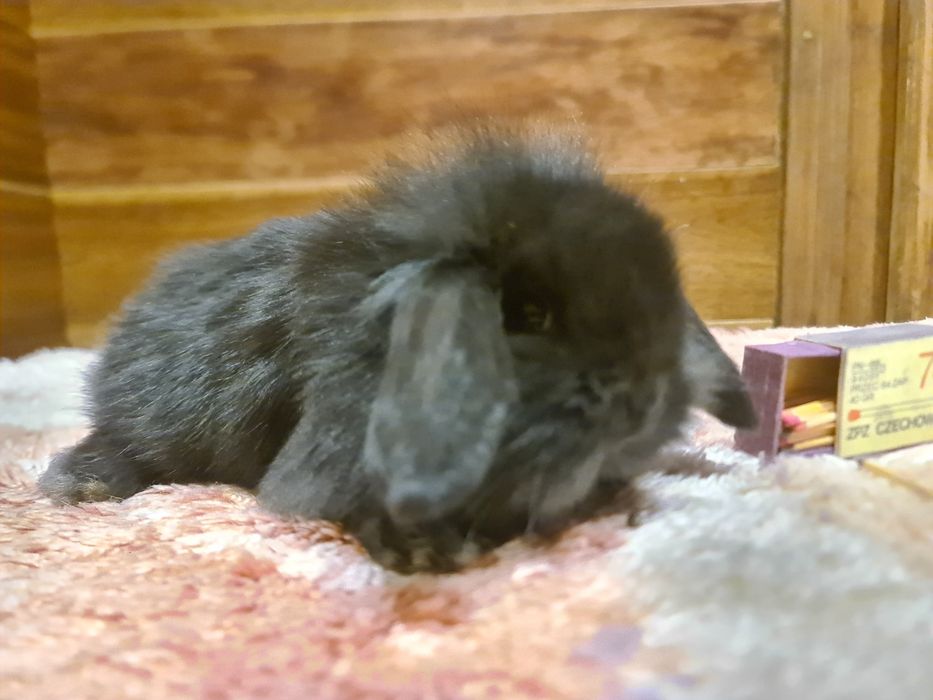Baranki miniaturki