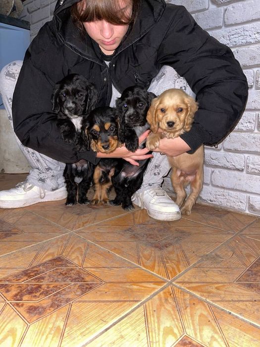 Кокер спаніель 4800 грн.