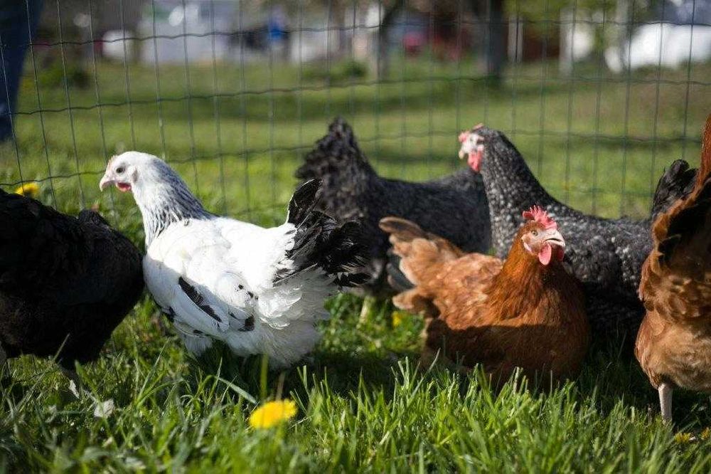 Kurki kokoszki nioski Rosa kolorowa na wybieg odchowana dowóz Gratis