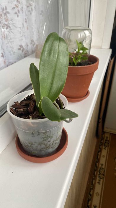 Продам орхидеи - цвет -сюрприз