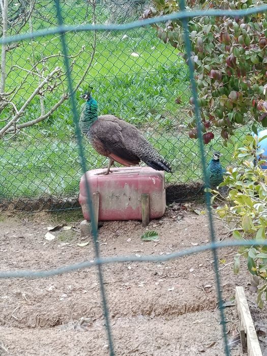 Pavões várias idades