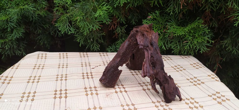 Korzeń mangrowca tonący