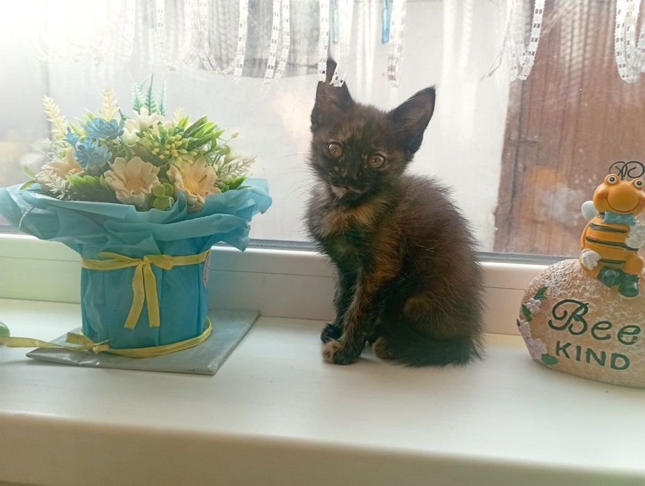 Отдам в добрые руки, котенка