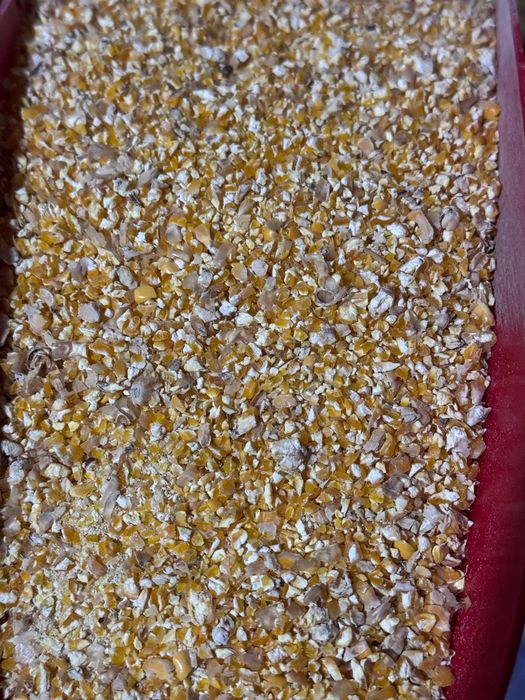 Kukurydza sucha gnieciona