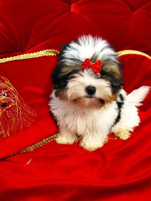 Mini samczyk do 1,50kg Biewer Yorkshire terrier.