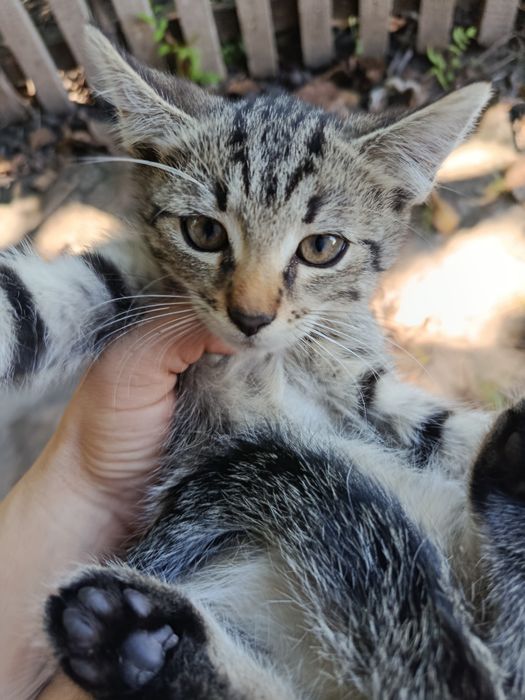 Кошенята в добрі руки