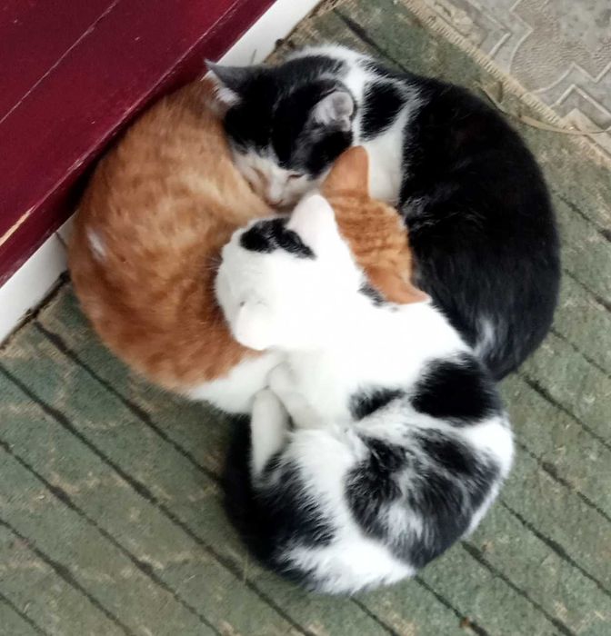 Кошенята бездомні 1 місяць