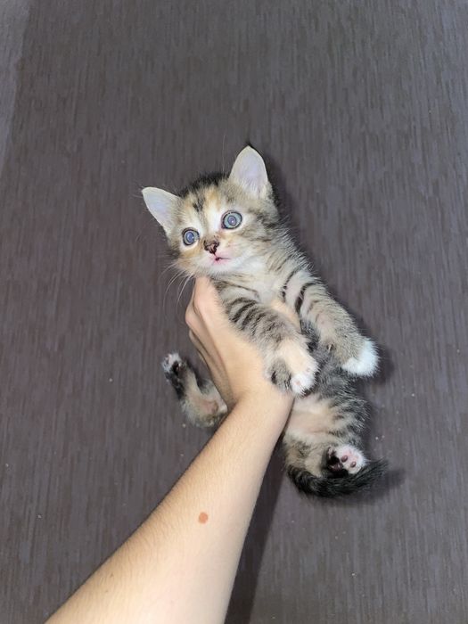Дарую активних кошенят