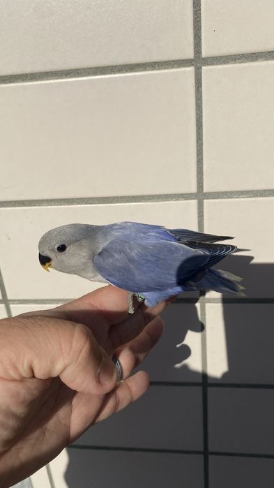 Agapornis domesticado