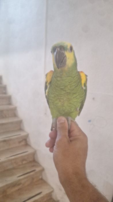 Papagaio astiva macho.