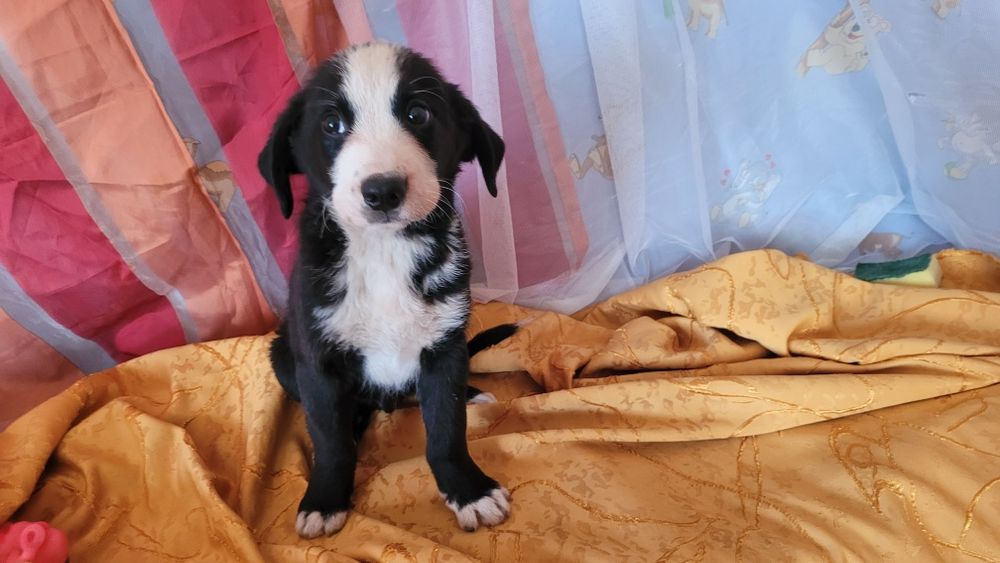 Щенки метисы от породистых родителей