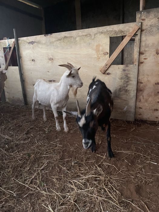 Casal de cabras anas