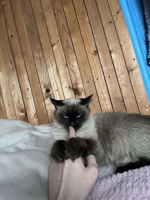 Шукаю кавалера для киці