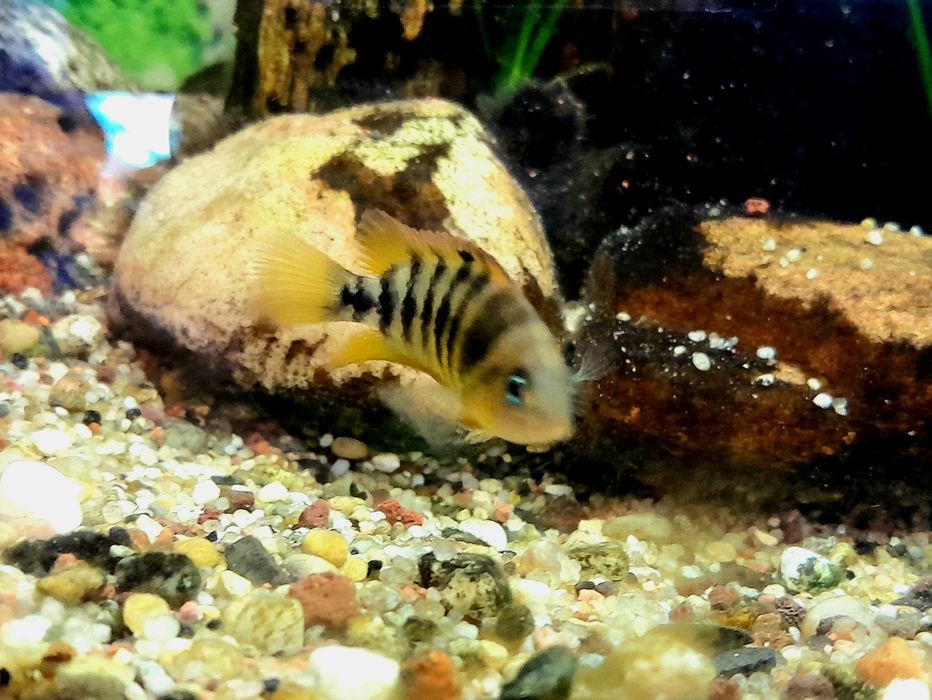 Amatitlania Nanolutea,