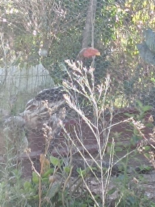 Frango/a   (     (Índio gigante)