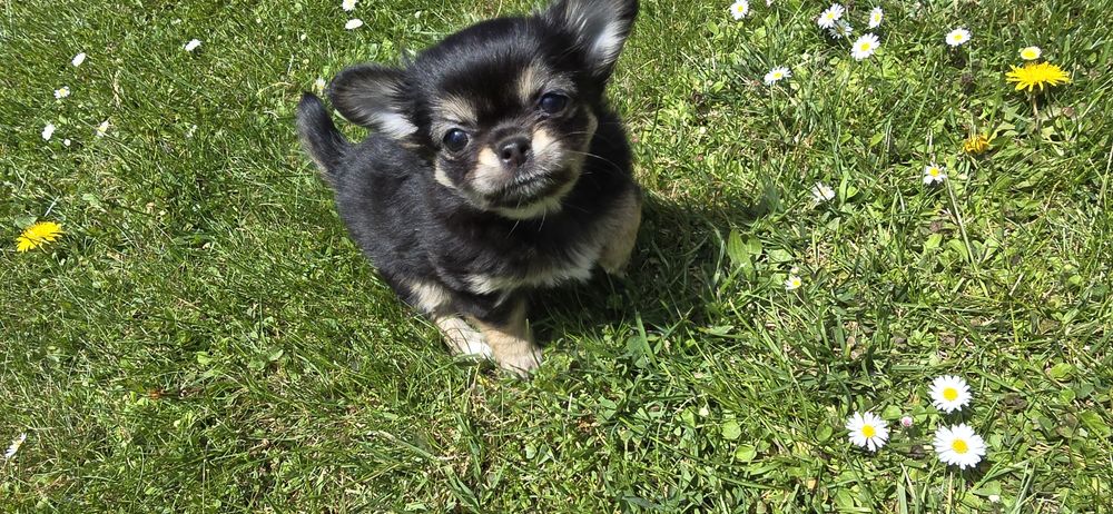 Chihuahua długowłosa