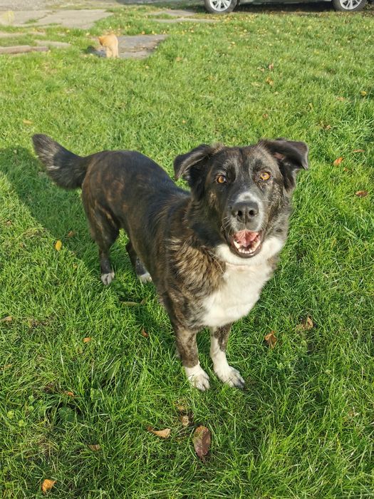 Zaginął nasz pies! Smolęcin i okolice