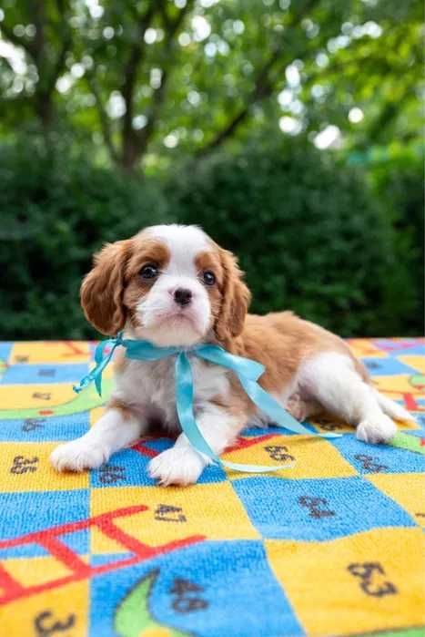 Cavalier King Charles