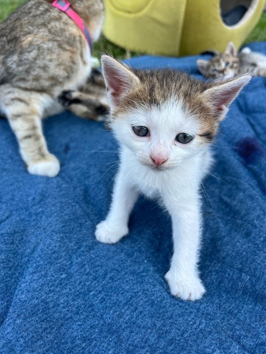 Віддам кошенят у добрі руки